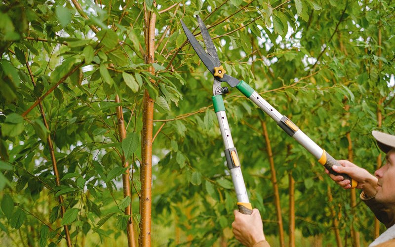 Tree trimming in Eltopia, WA